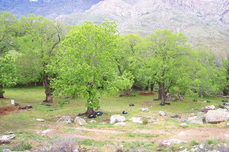 voyage en Corse handicap