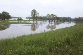 L'Allier vient de droite et se jette dans la Loire qui vient de gauche